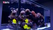 Red Sea  REEFER™  Aquarium Systems - Rimless Reef Ready Marine Systems for advanced hobbyists