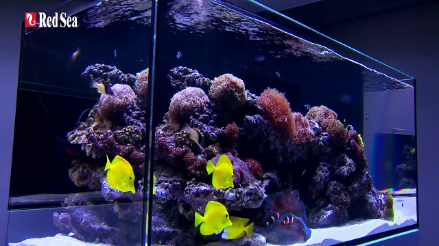 Red Sea REEFER™ Aquarium Systems - Rimless Reef Ready Marine Systems for advanced hobbyists
