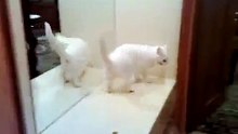 chat miroir