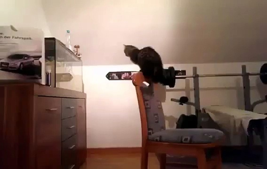 chat vs aquarium