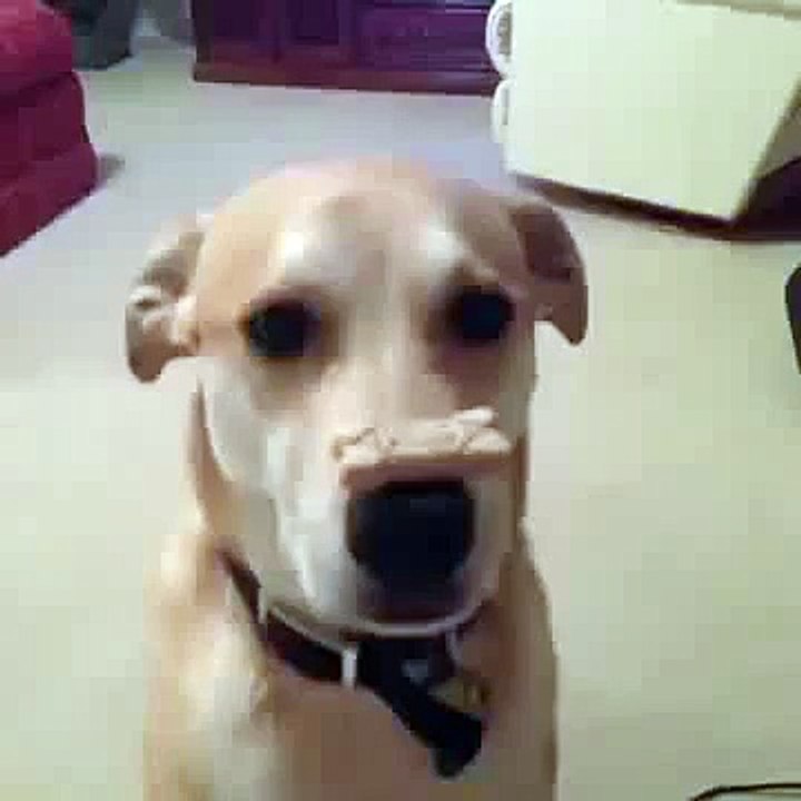 Vidéo courte mais marrante (Vine) ! (26)
