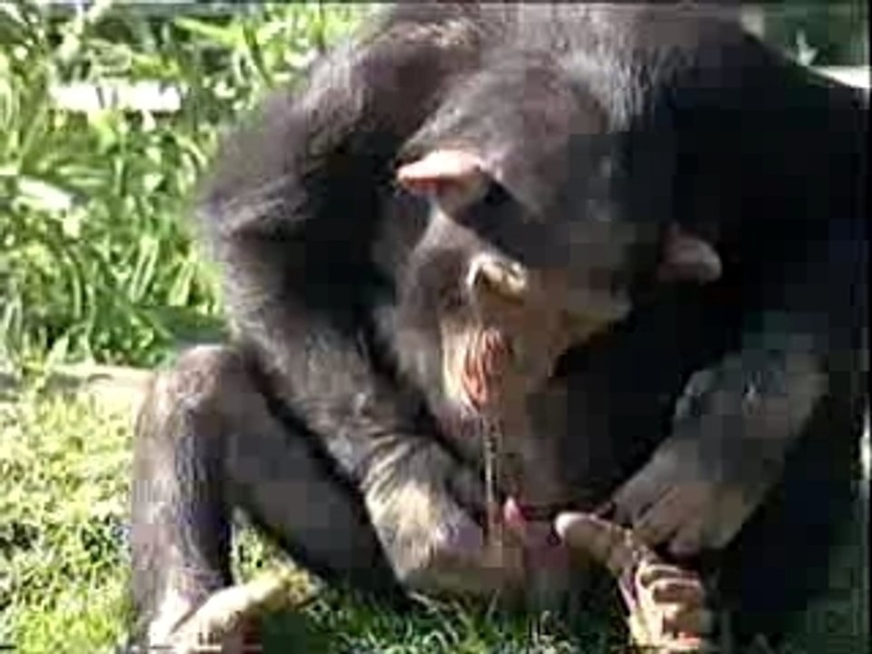 bebe que bebe