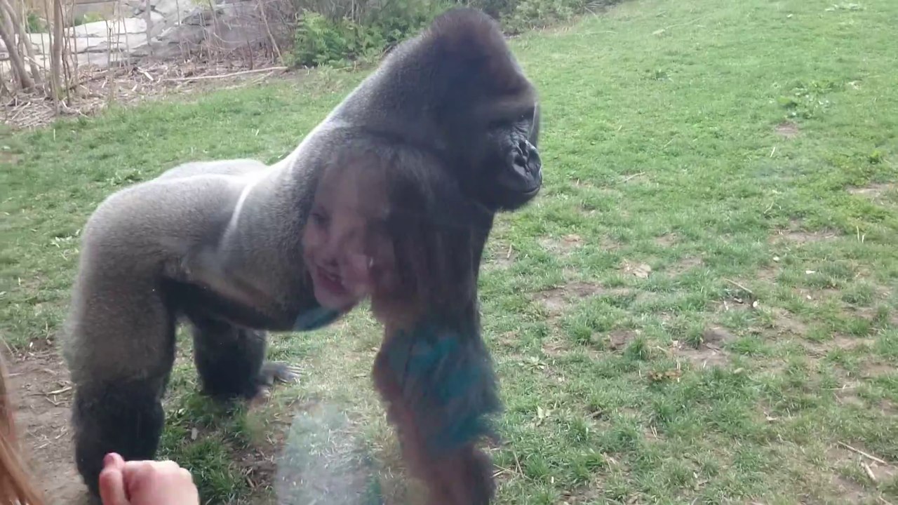 Un gorille charge des humains dans un zoo