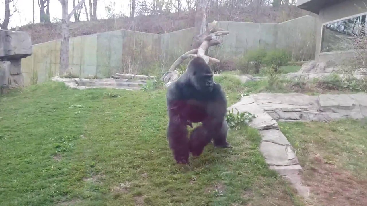 Quand on provoque un gorille