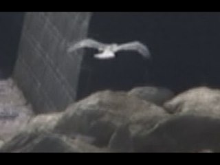 Napoli - Come convivere con i gabbiani, seminario al Comune -1- (14.04.15)