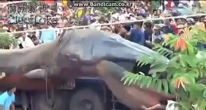 Incredible Dolphin Birth at Dolphin Quest Hawaii -