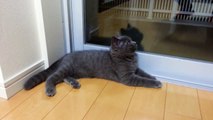 British shorthair cat ANTONY / Handsome boy (4 months old). ブリティッシュショートヘアの猫. Британский кот