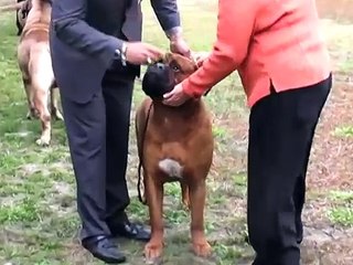 Bullmastiff AKC conformation show