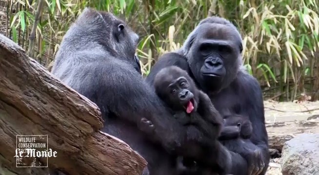 Première apparition pour deux bébés gorilles au zoo au Bronx