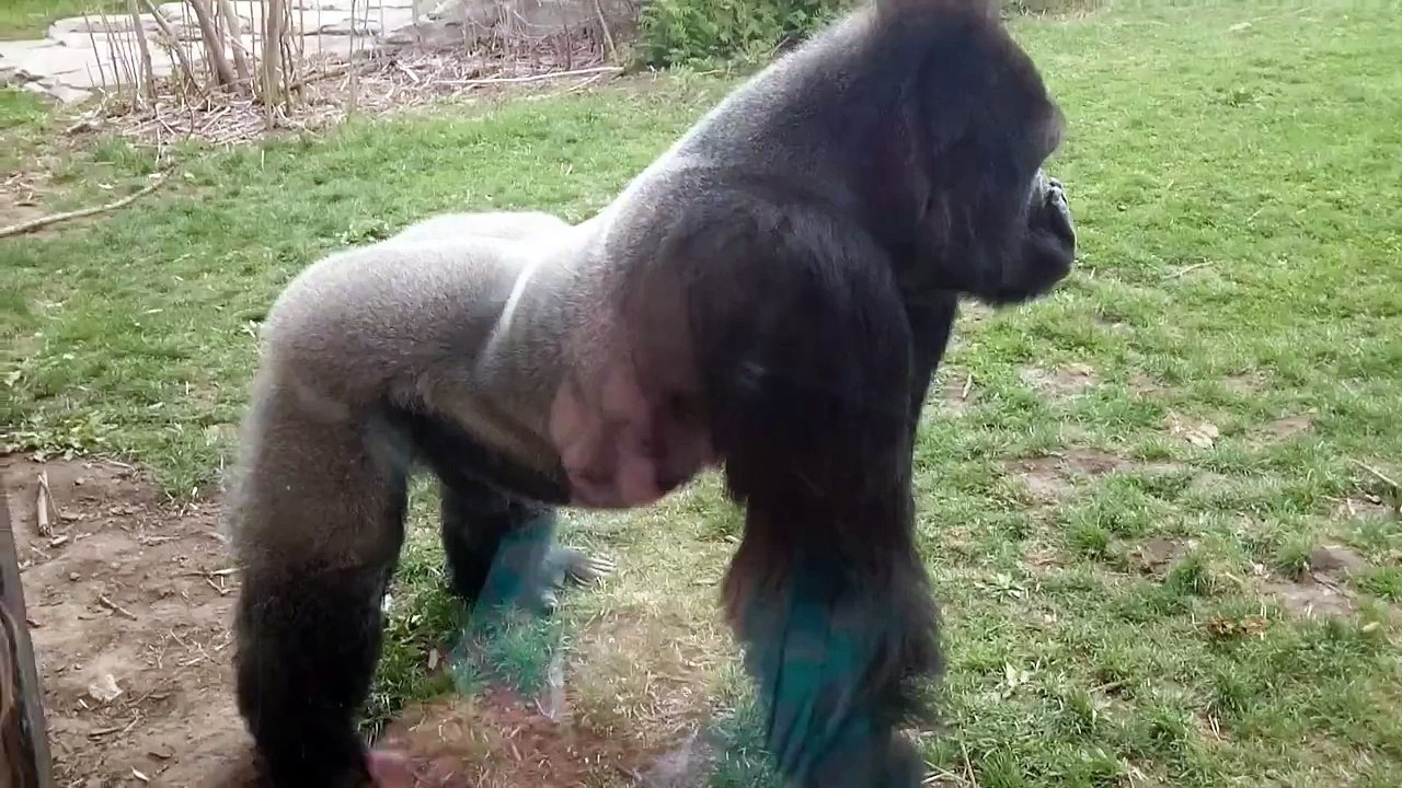Un Gorille attaque une famille dans un zoo et brise la vitre !