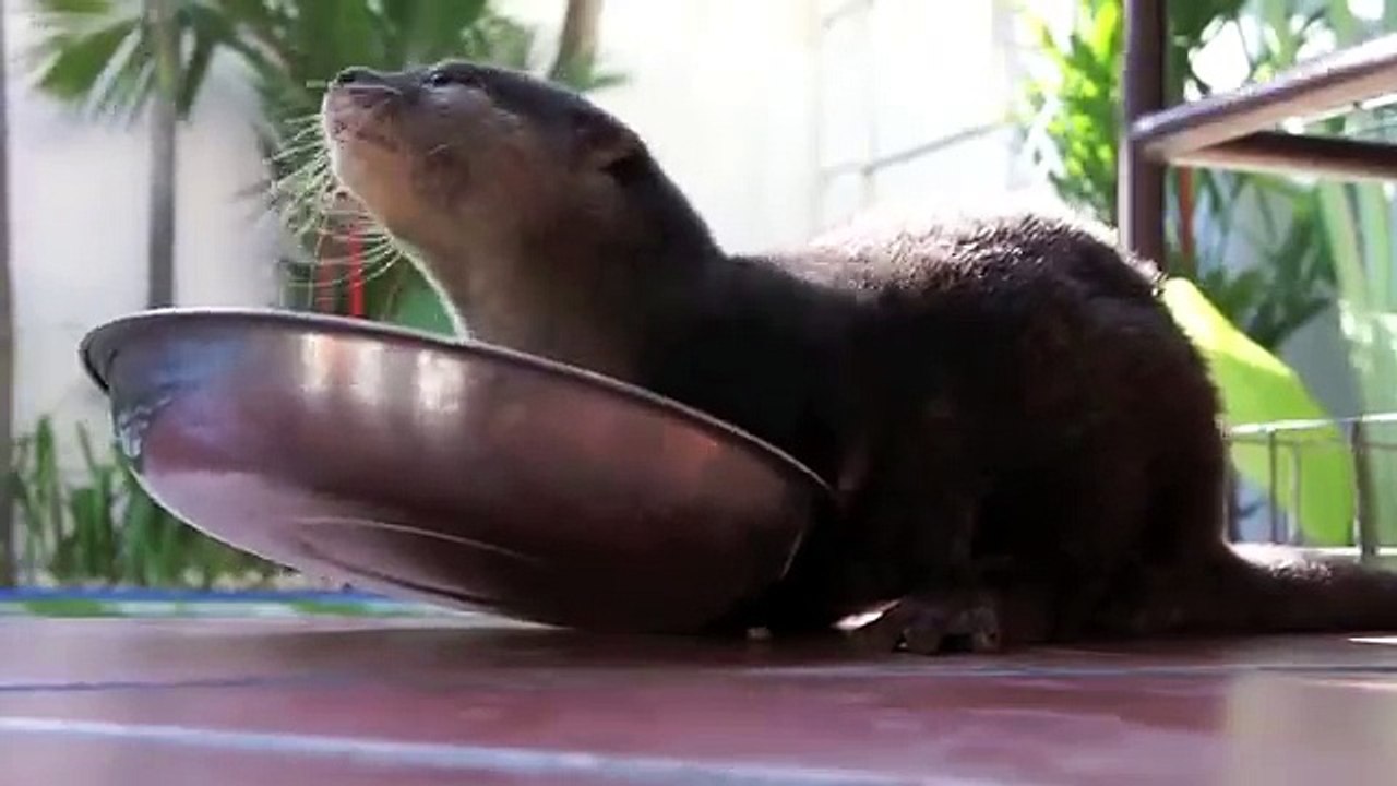 Otter Life