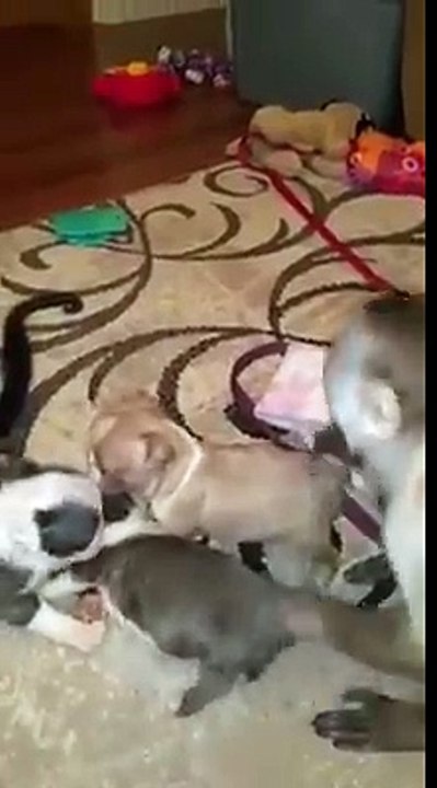 Ma famille d'animaux est exceptionelle