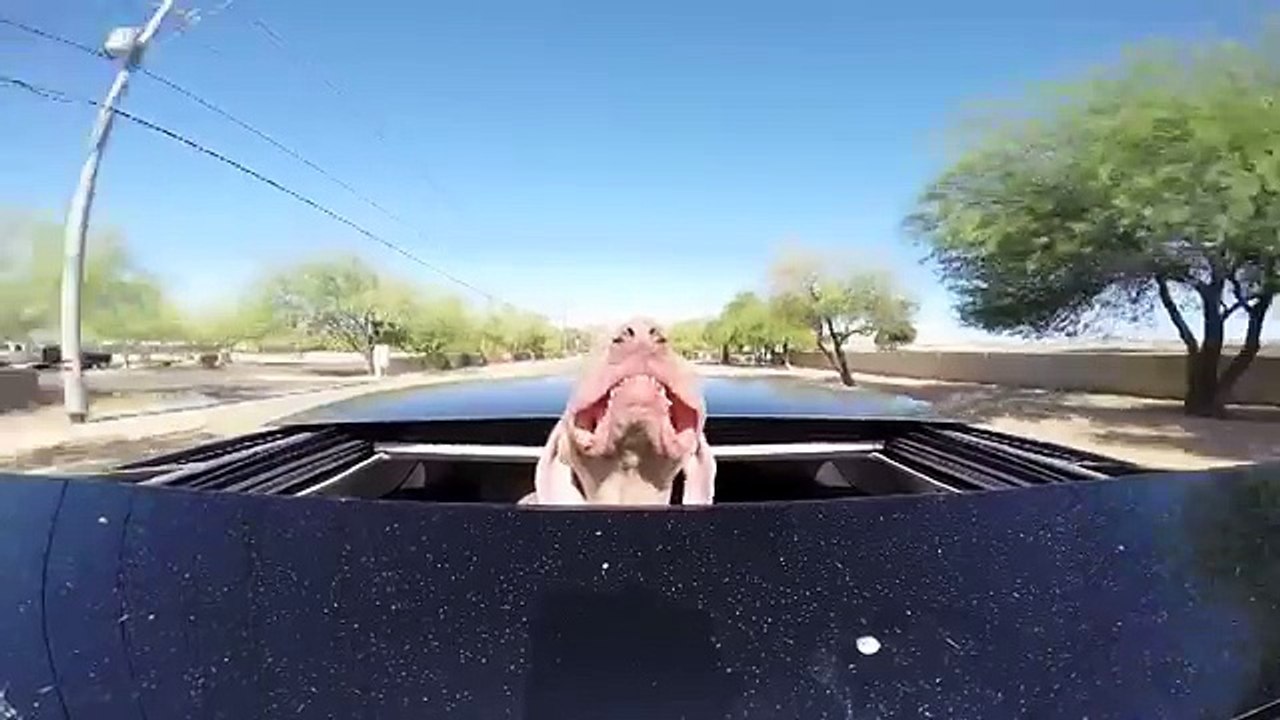 Pilly, le chien le plus heureux du monde !