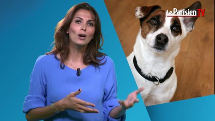 Parole d'avocat. Qui garde Médor en cas de divorce ?