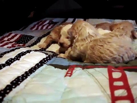 bichon frise puppies 2 weeks old