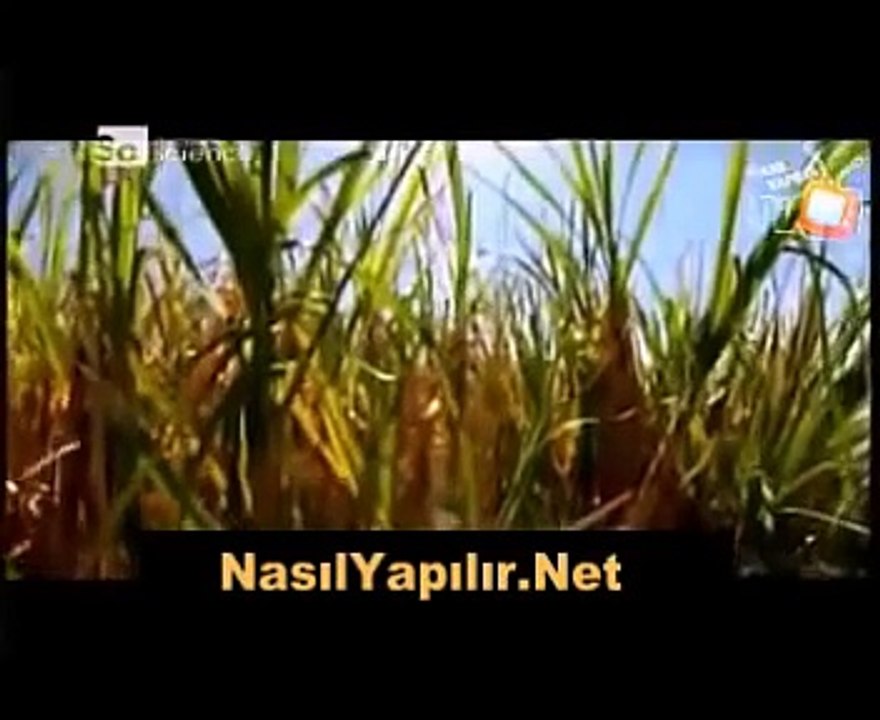 Şeker Nasıl Yapılır