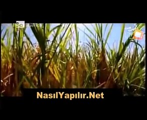 Şeker Nasıl Yapılır