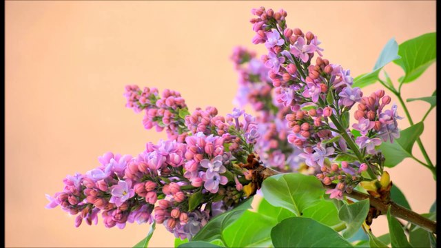 PROMESSE DE BEAUTE - LE LILAS