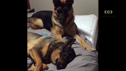 Hadi dostum, kalk da oynayalım!