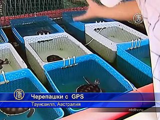 Австралия: черепашки с  GPS отправятся в плавание