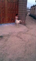 little Abdur rehman Gone Wild