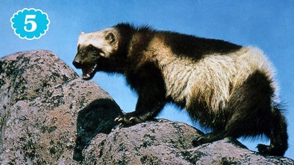 10 อันดับ สัตว์โลกน่ารัก ที่สามารถฆ่าคุณได้ (อันดับที่ 5 - 1)