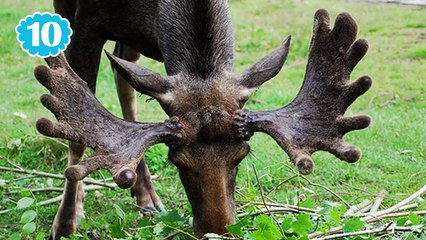 10 อันดับ สัตว์โลกน่ารัก ที่สามารถฆ่าคุณได้ (อันดับที่ 10 - 6)