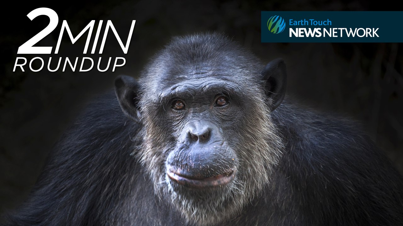 Drone-hating chimps, stranded whales & a cougar controversy