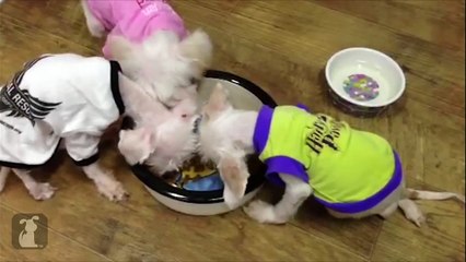 Üçüzlerin Kurtarılma Hikayesi