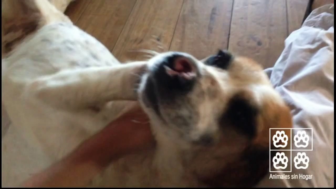 Il Adopte un Chien qui a eu le Museau et les 4 Pattes Coupées