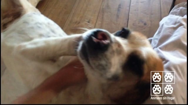 Il Adopte un Chien qui a eu le Museau et les 4 Pattes Coupées