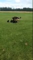 Une chienne qui joue avec ses chiots