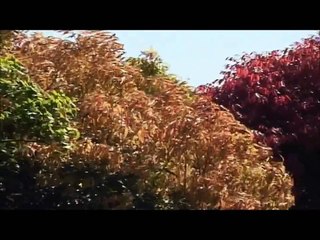 Evis - Sende Kalan
