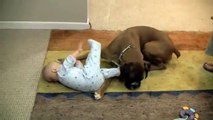 Linus the Boxer loves his baby