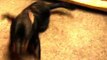 Cute Rottweiler puppy goes crazy after a bath