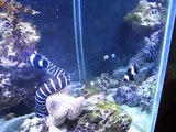 Captive-Aquatics.Com - Feisty Zebra and Snowflake Moray Eels