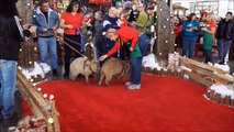 Romeo and Tuff'n Capybara Visit Santa in Las Vegas ラスベガスでロミオカピバラ訪問サンタ