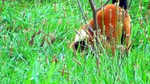 Red Ruffed Lemurs in Opole Zoo Lemur Wari Rudy w Zoo Opole