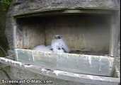 Falco pellegrino - Great Spririt Bluff