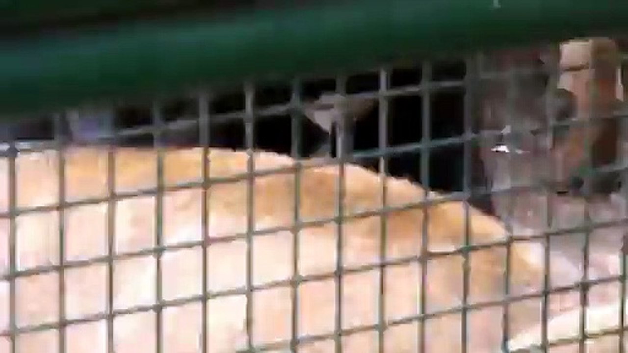 Un chien en manque de tendresse dans une cage aux lions...