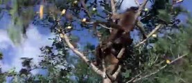 African Animals Getting Drunk From Ripe Marula Fruit