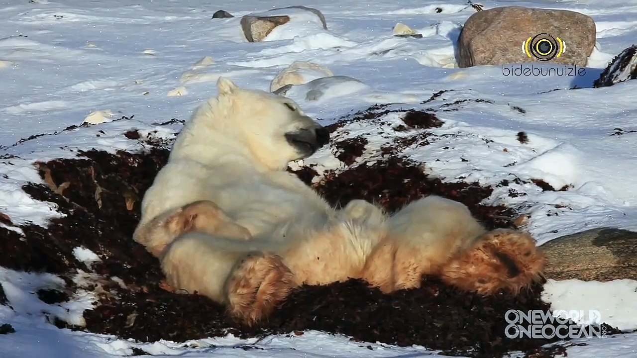 Kutup Ayısının Uyku Keyfi