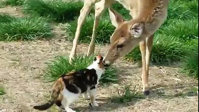 White tail deer licks calico cat
