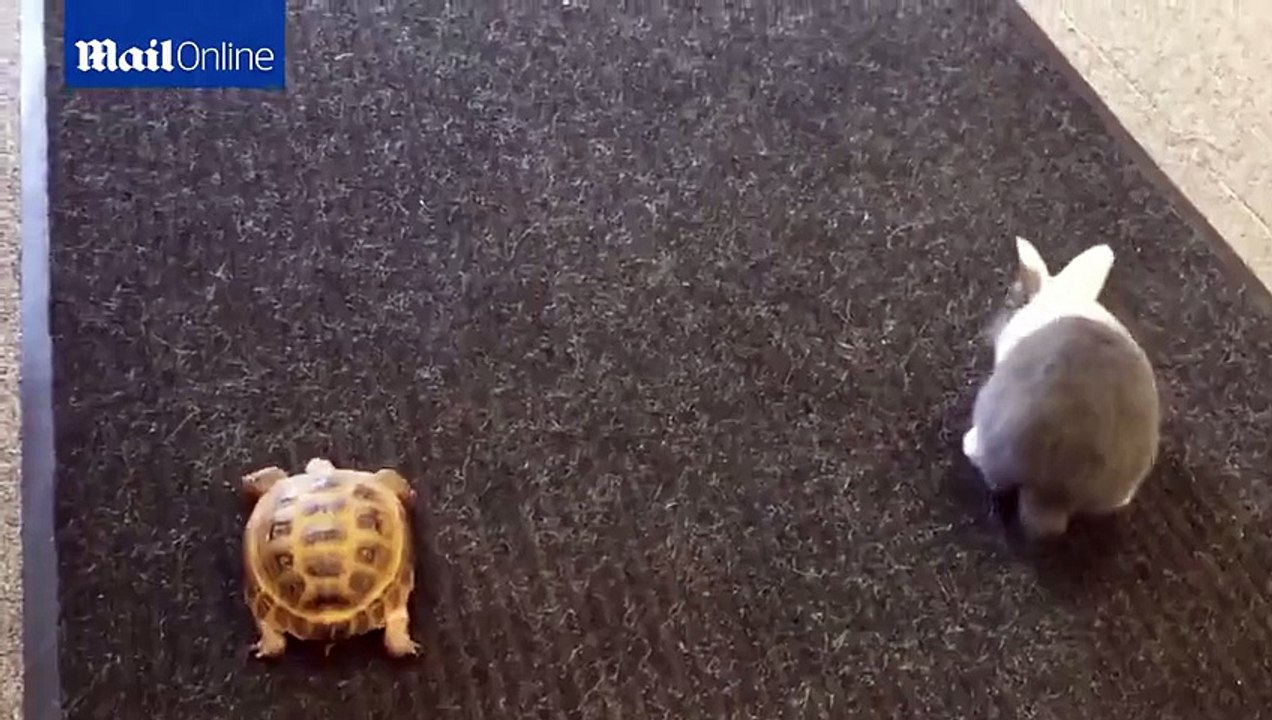 Who will win- Real life race between tortoise and rabbit.
