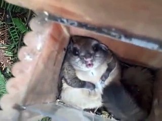 Le plus gros écureuil