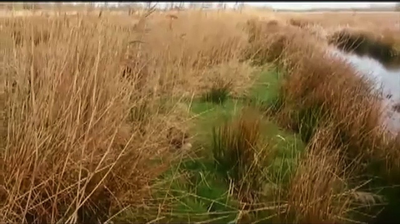 Nietsvermoedende otter gewekt tijdens dutje - RTV Noord
