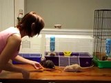 Pet Rat Care : Socializing Pet Rats