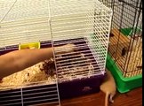 Pet Rat Care : Pet Rat Basics