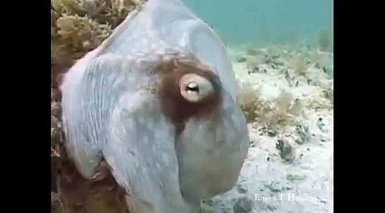Cet animal marin est un maître du camouflage