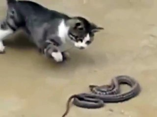 Cat vs. Snake: Battle for Survival 🐱🐍